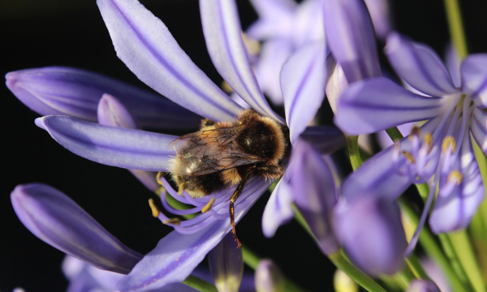 A buff-tailed bumble bee pollinating a purple flower