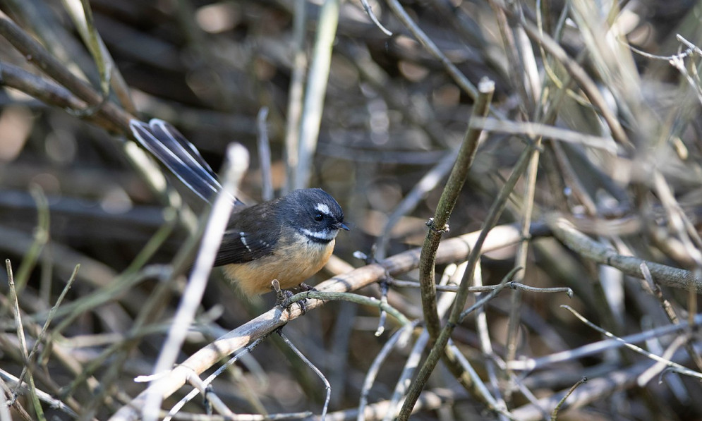 A piwakawaka (fantail) at Moore's Bush