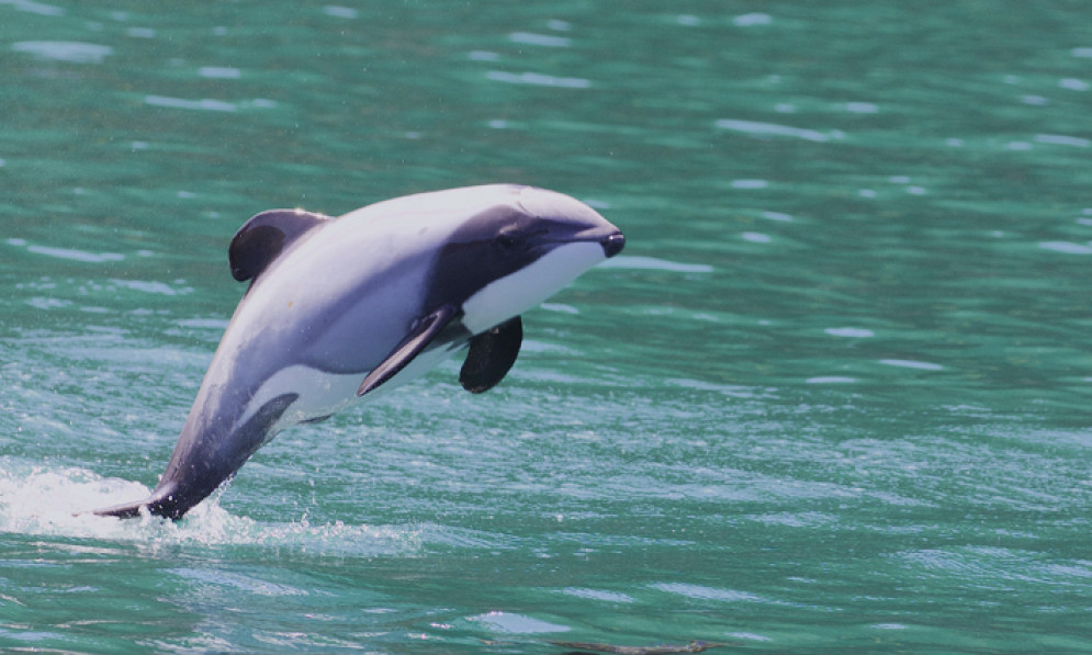 Hector's Dolphin. Photo: Gregory Smith