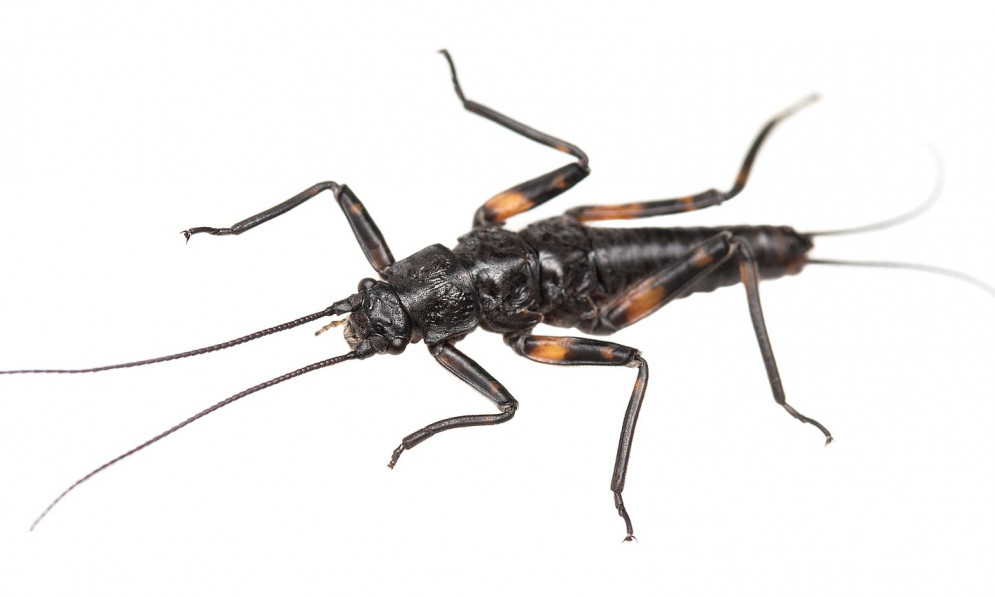 The maungatua stonefly