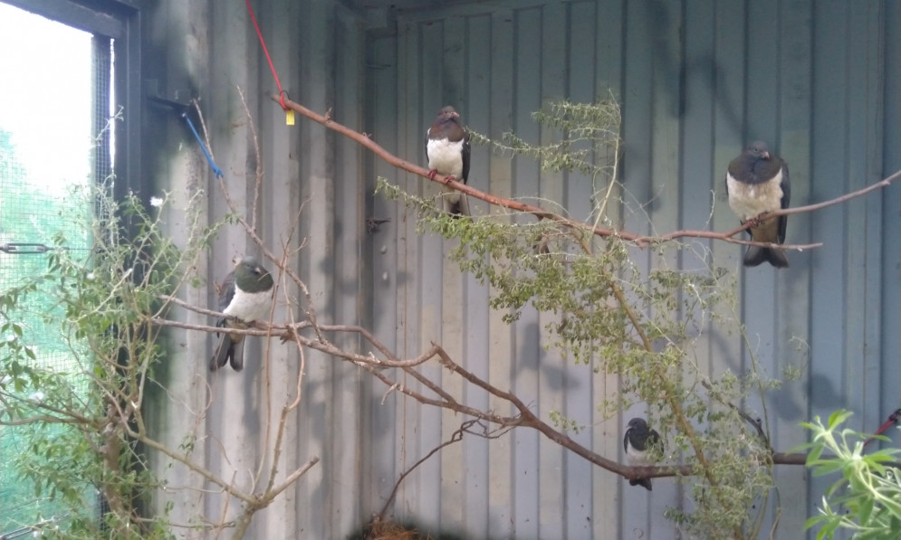 Project Kererū Aviary