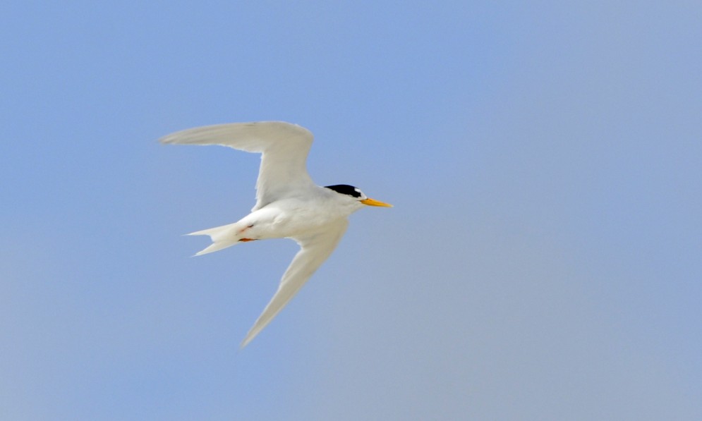 A fairy tern in flight