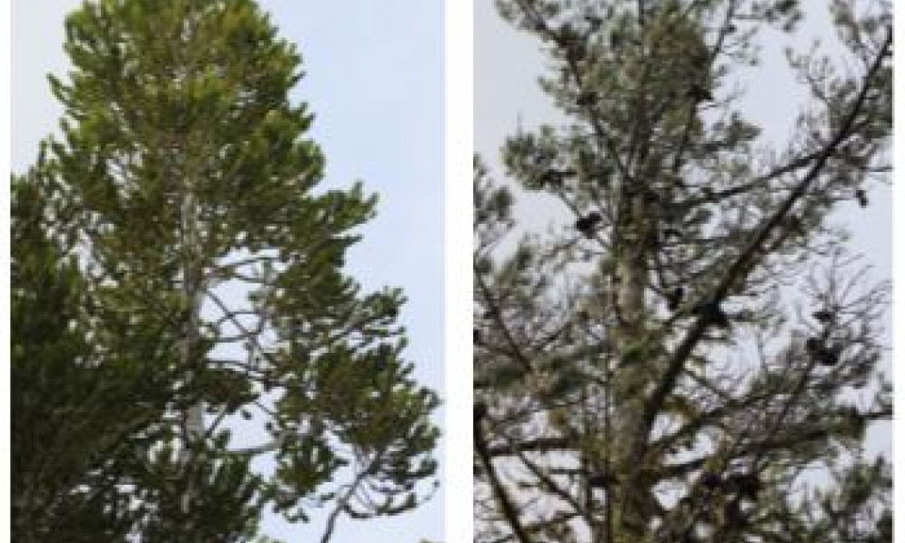 Different trees have different NET values