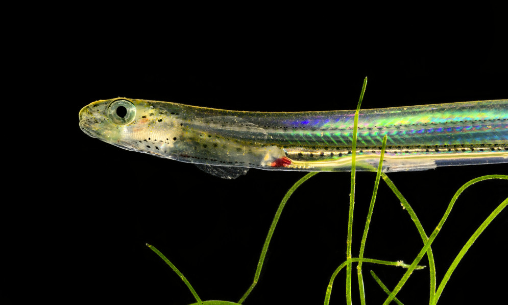 close-up photo of tiny whitebait fish