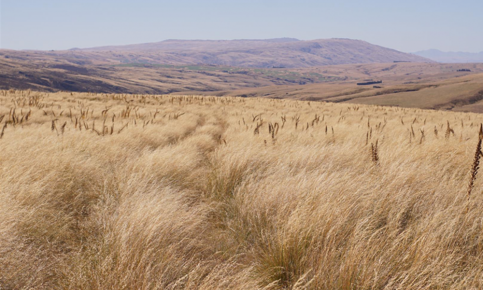 Lammermoor Range with golden tussocks