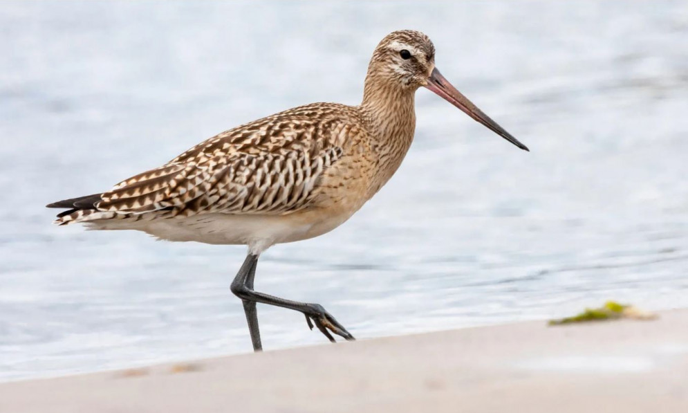 Godwit