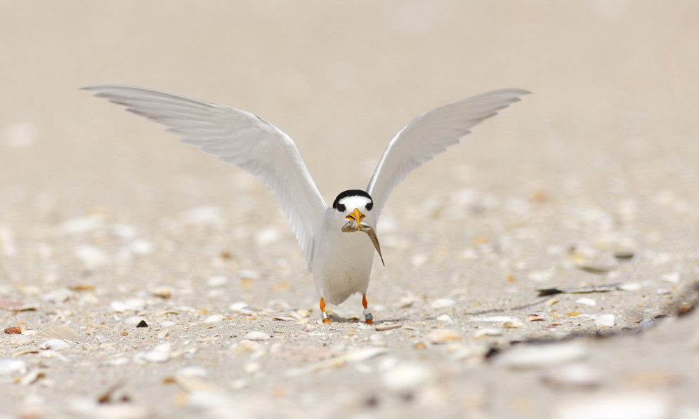 A fairy tern with wings spread standing on a beach