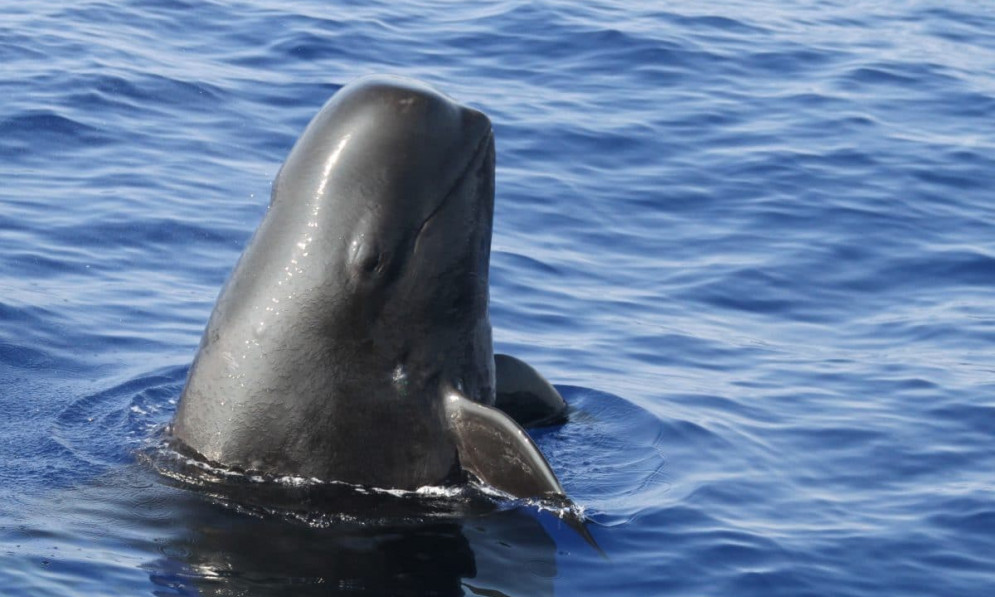 Pilot whale breaching