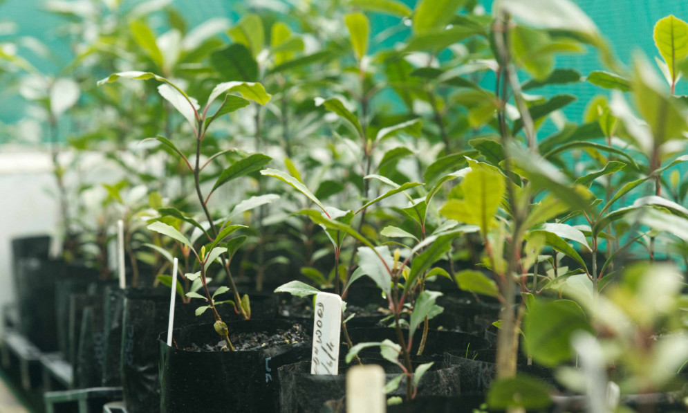 Pigeon wood seedlings