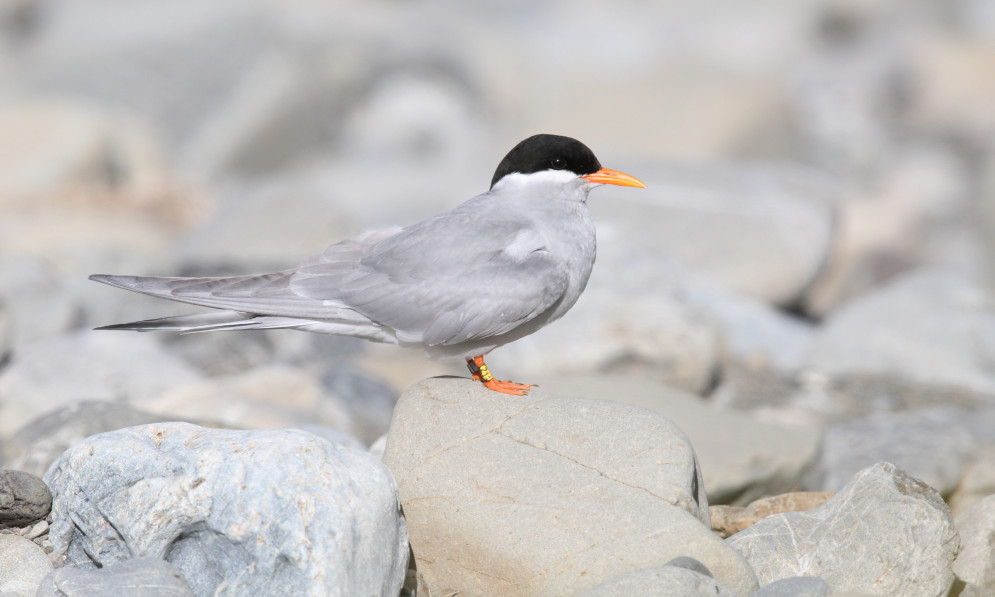 Black-fronted tern