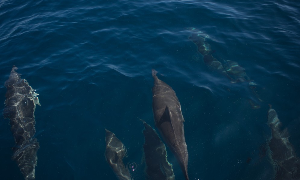 Common dolphins underwater in the Hauraki Gulf