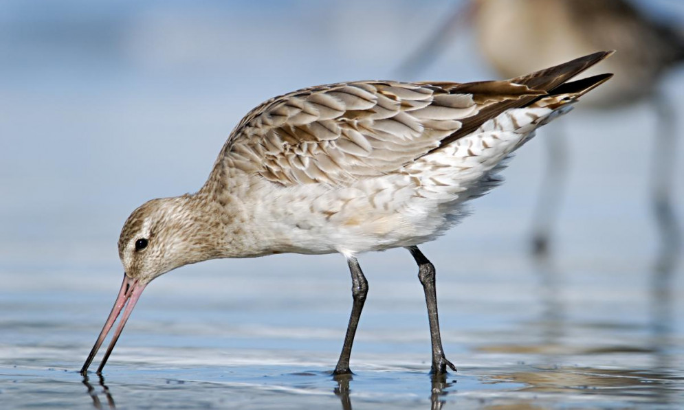 bar-tailed godwit