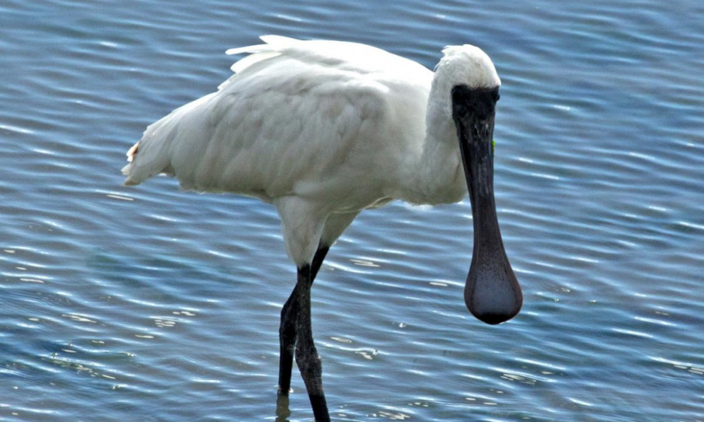royal spoonbill