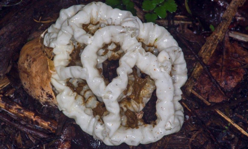 Basket Fungus