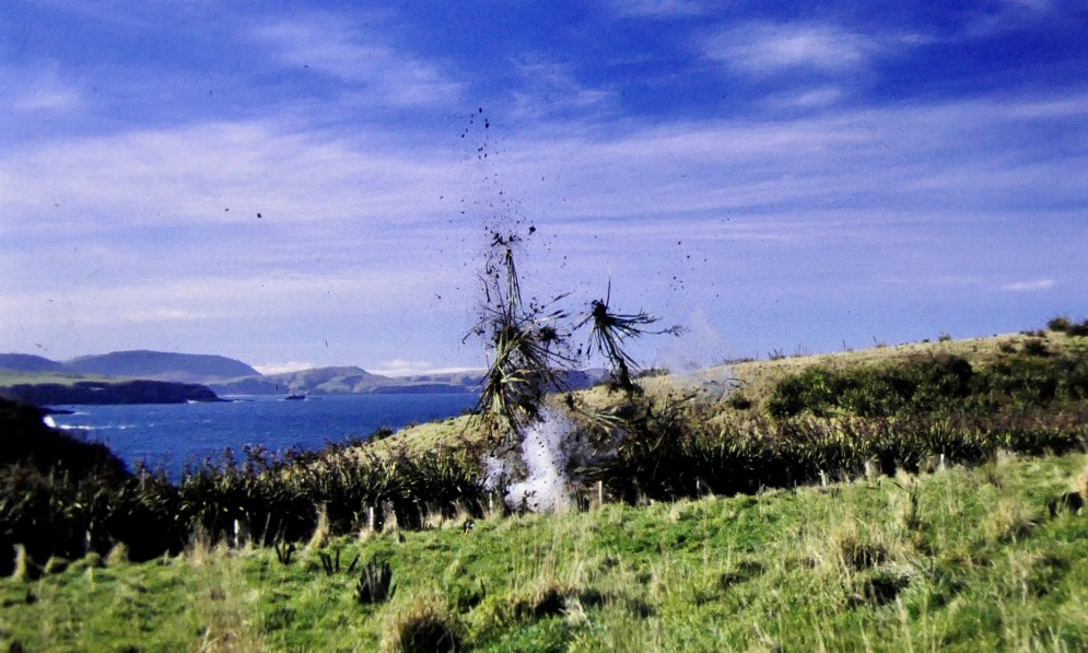 Clearing the bush “Southland style” in the 1990s by blowing up flax, so the land could be replanted.