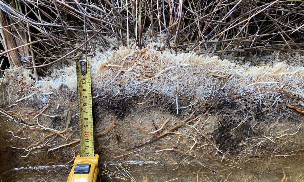A cross-section of the upward-growing cluster roots of Empodisma robustum which forms the bulk of peat.