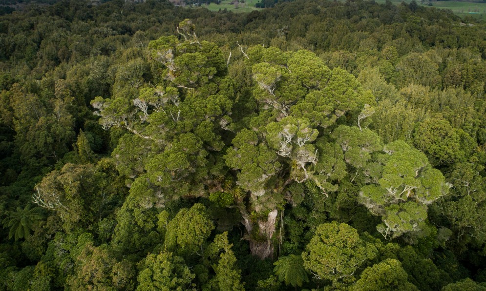 Rātānui, a 1000-year-old northern rātā in Forest & Bird’s Bushy Park Tarapuruhi sanctuary. Credit Lamp Studio