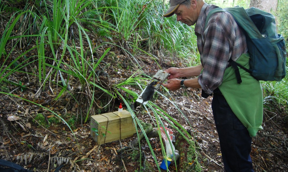 Ian Wilson servicing a rat trap in the Puketi Forest