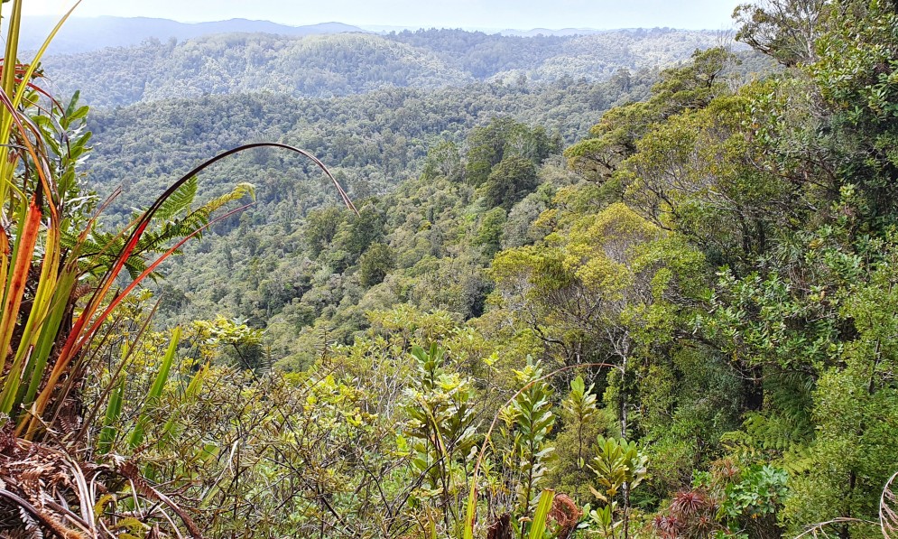 A view of the Puketi Forest in Northand