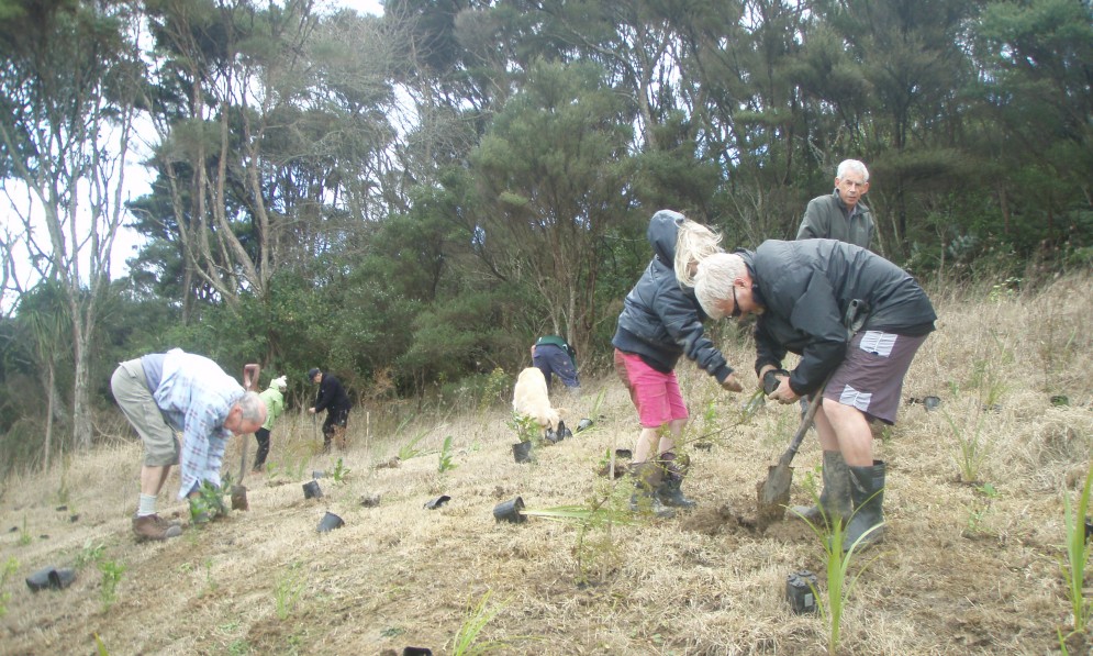 Karaka Cove tree planting