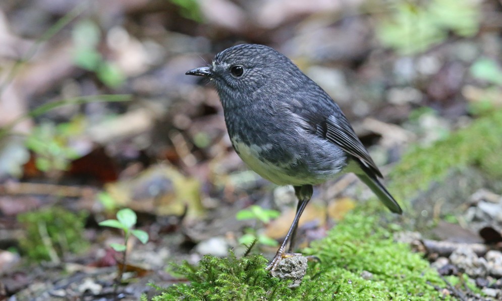 Toutouwai North Island robin. Image Paul Gibson