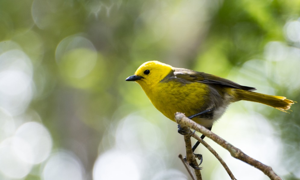 Mohua (taken on Stewart Island). Image Jake Osborne 