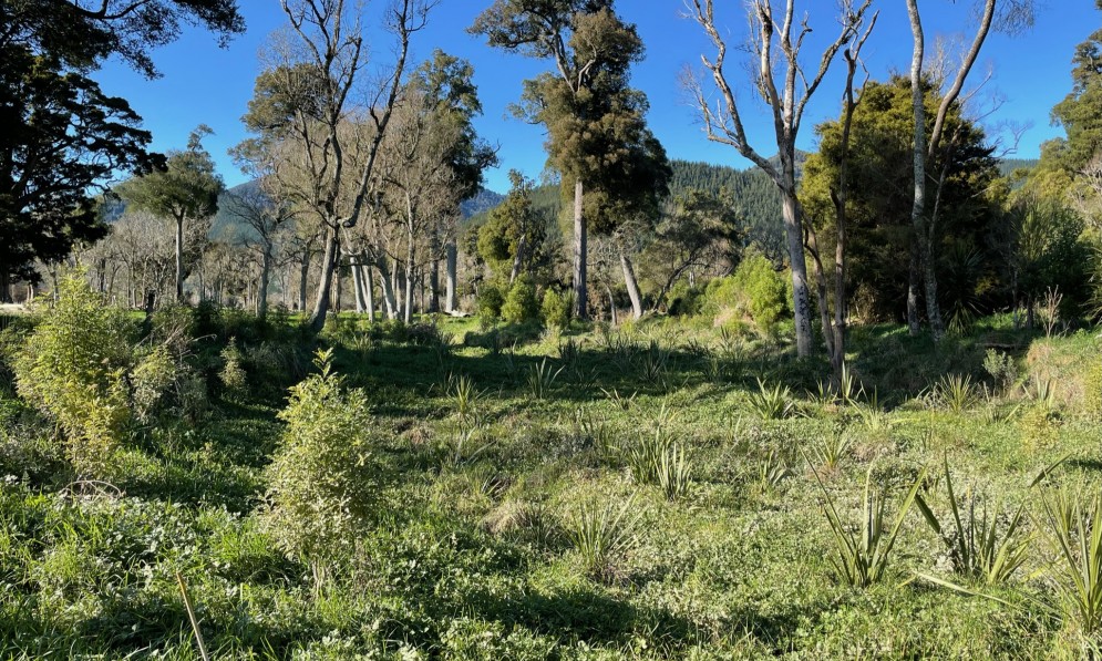 Ronga Recreation Reserve: showing an area that has previously been planted, with some of the old growth trees in the background.