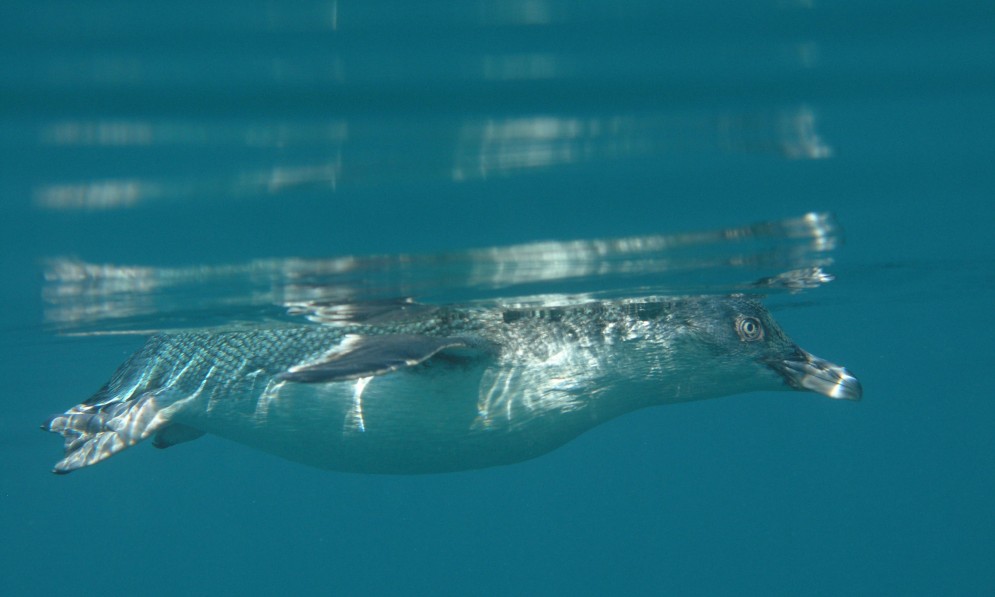 korora little blue penguin underwater