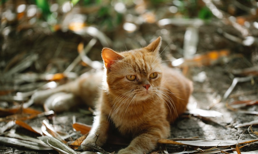 Cat lying on ground in autumn park. Credit Bluebird (pexels.com)