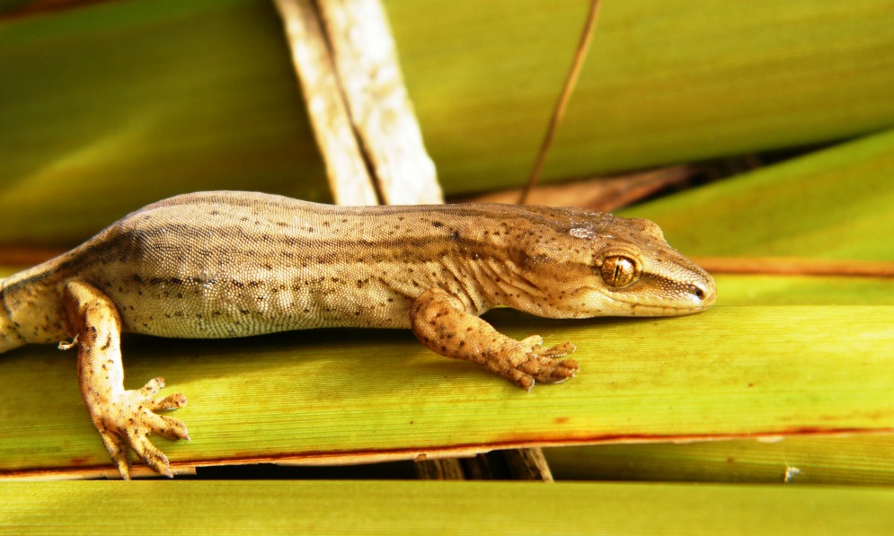 Goldstripe gecko. Credit Carey Knox