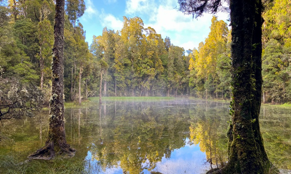 Pureora forest wetland. Credit NIWA