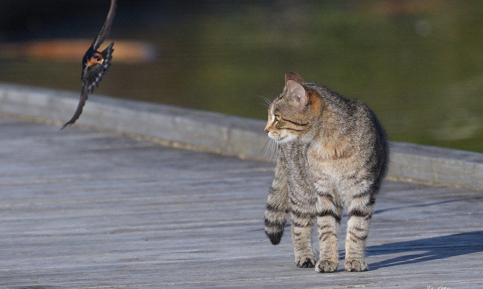 A feral cat and swallow at Pekapeka Wetlands, Hawke’s Bay. Credit John Nelson