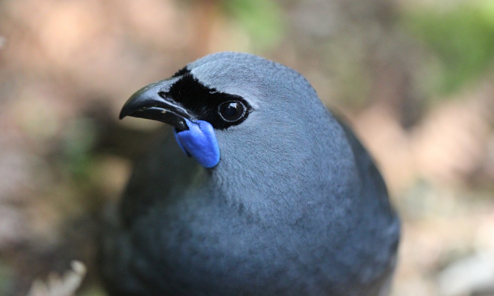 Kōkako. Credit Tara Swan