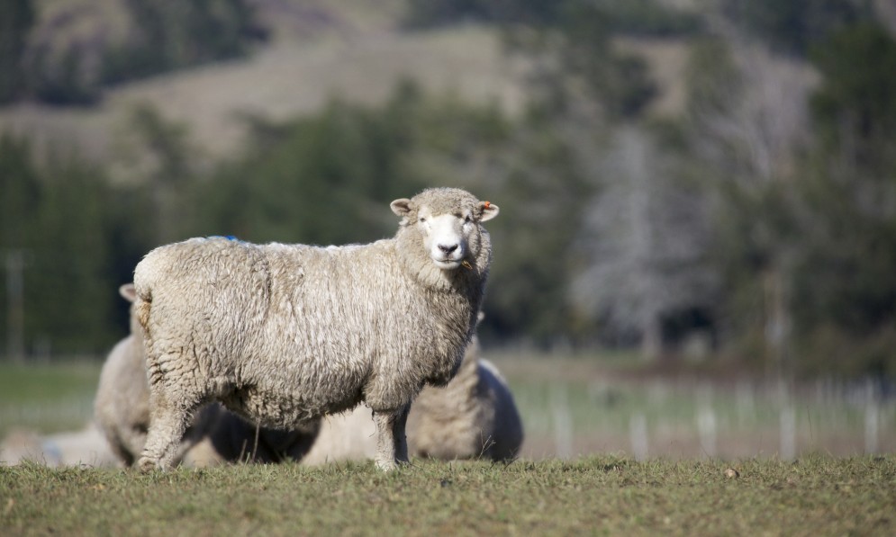 Merino sheep. Credit Luc Hoogenstein