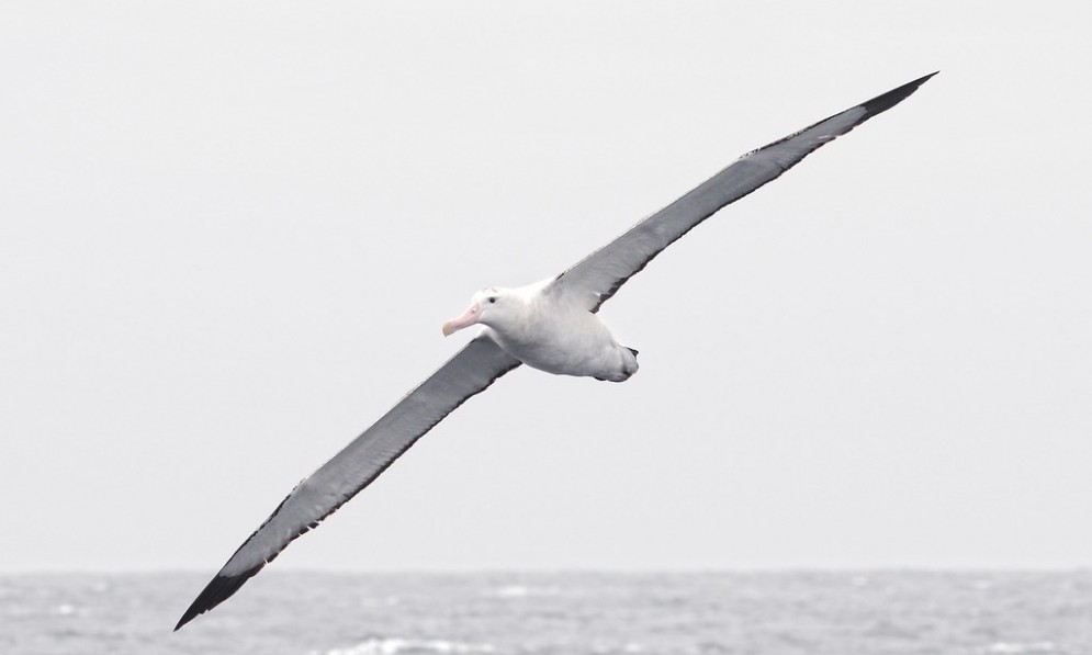 Wandering Albatross