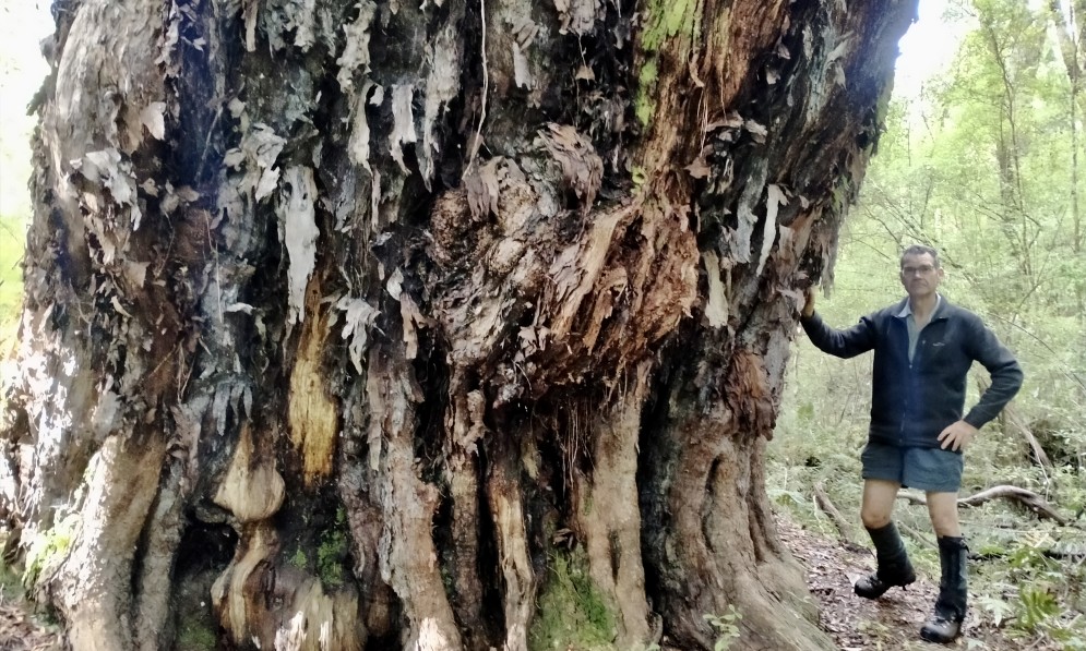 Brian Rance dwarfed by the southern rātā estimated to be 700 years old. Image John Barkla