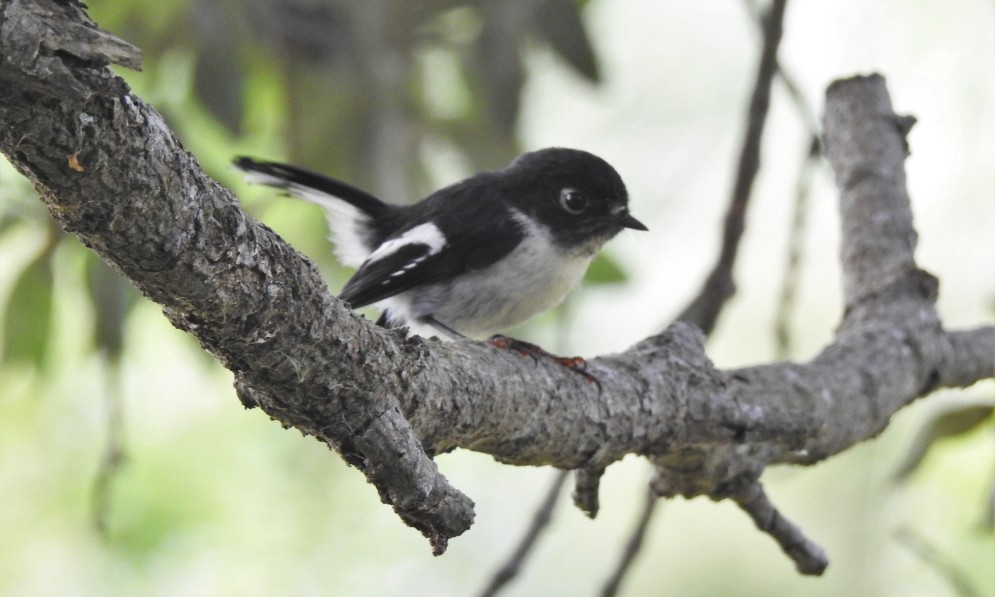 Tomtit Tuff Crater