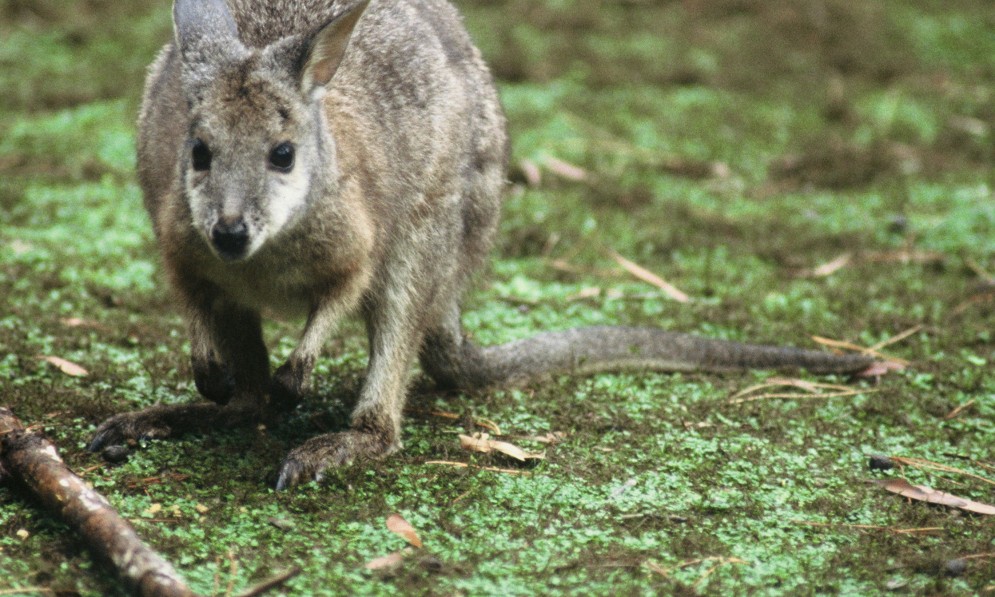 Dama wallaby. Image Bay of Plenty Regional Council