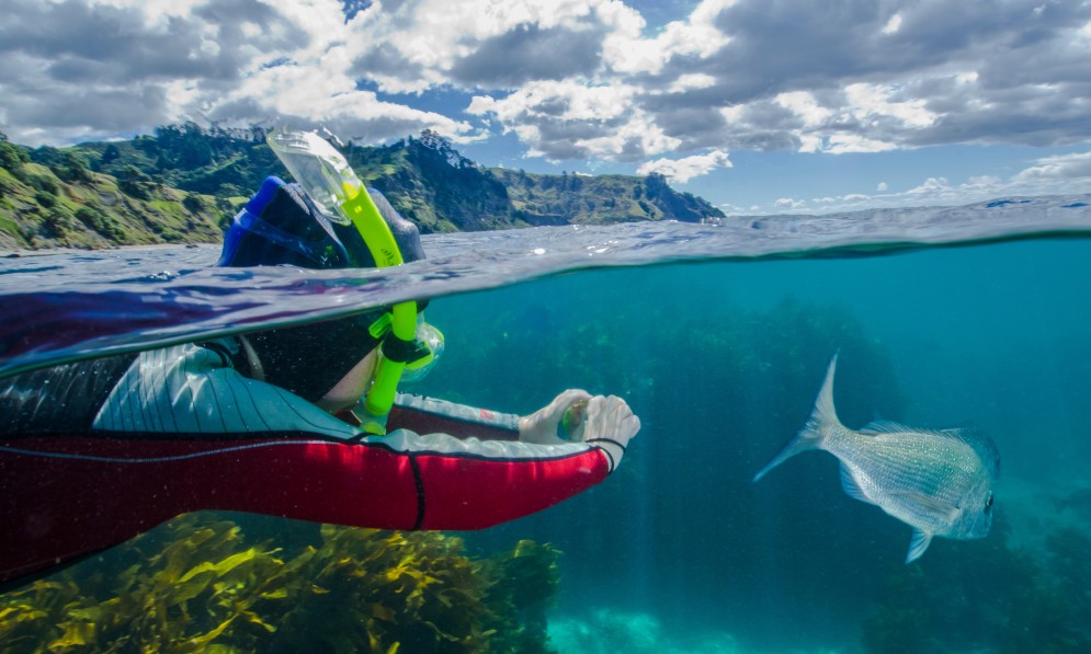 Children snorkelling near Cape Brett, in the Bay of Islands. Image Project Kahurangi