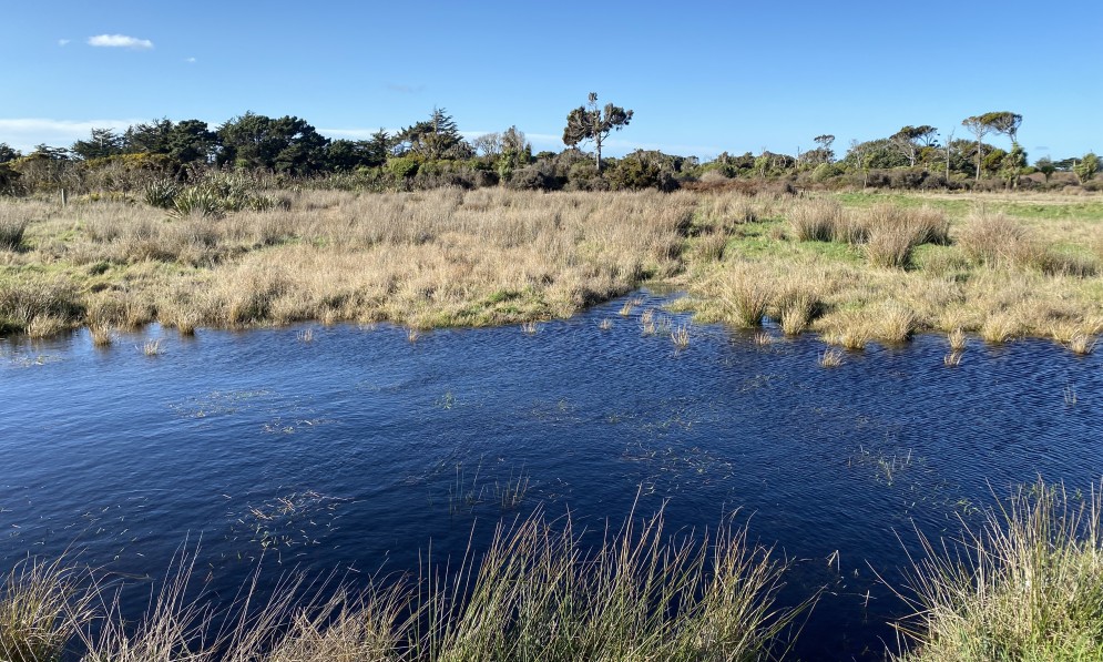 The Maloneys have been restoring this natural wetland on their land in Southland. Image supplied