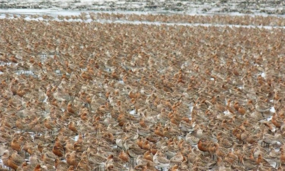 Yalu jiang - what the Bar-tailed godwits have to contend with