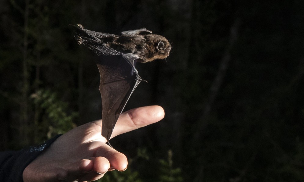 Pekapeka long-tailed bat. Image: Stuff/Ian Mcgregor