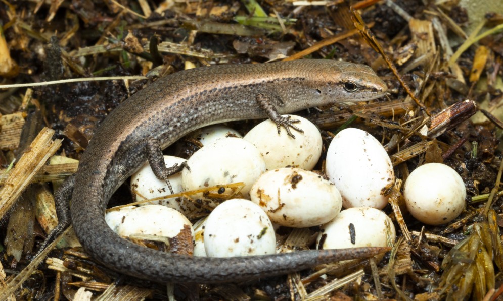 A plague skink (Lampropholis delicata) on eggs. Image Dylan van Winkel