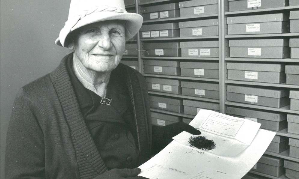 Amy Hodgson 1976 receiving honorary degree Massey Uni aged 87 with part of donated liverwort collection. Image Massey University Archives