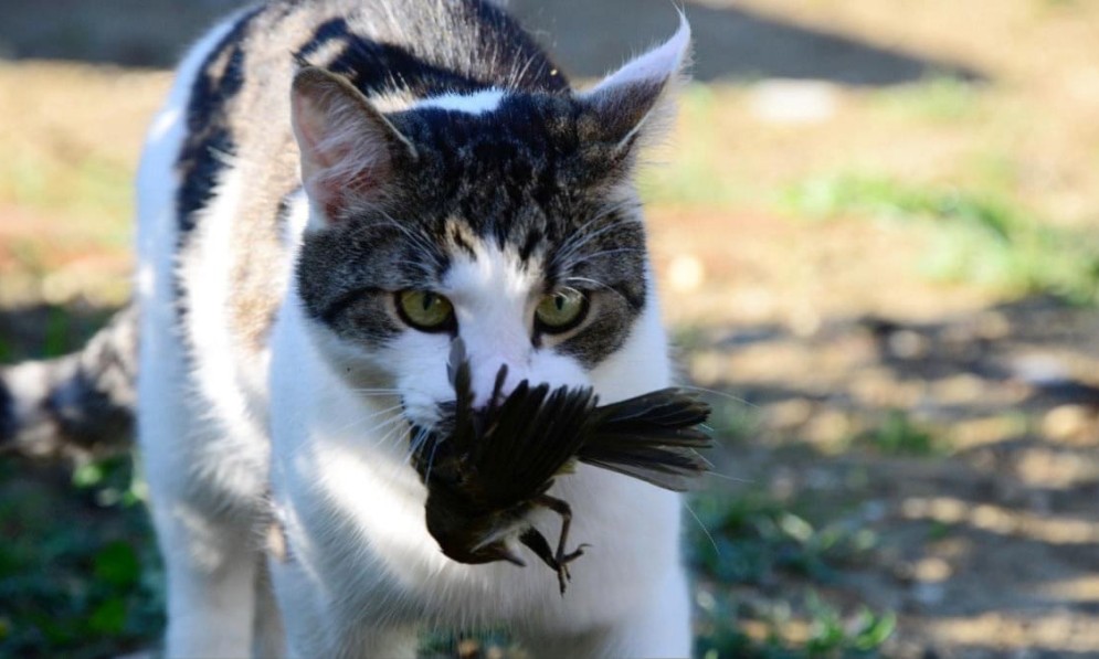 Cat photo