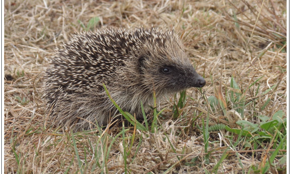 Juvenile hedgehog Kāpiti Coast. Image Roger Smith