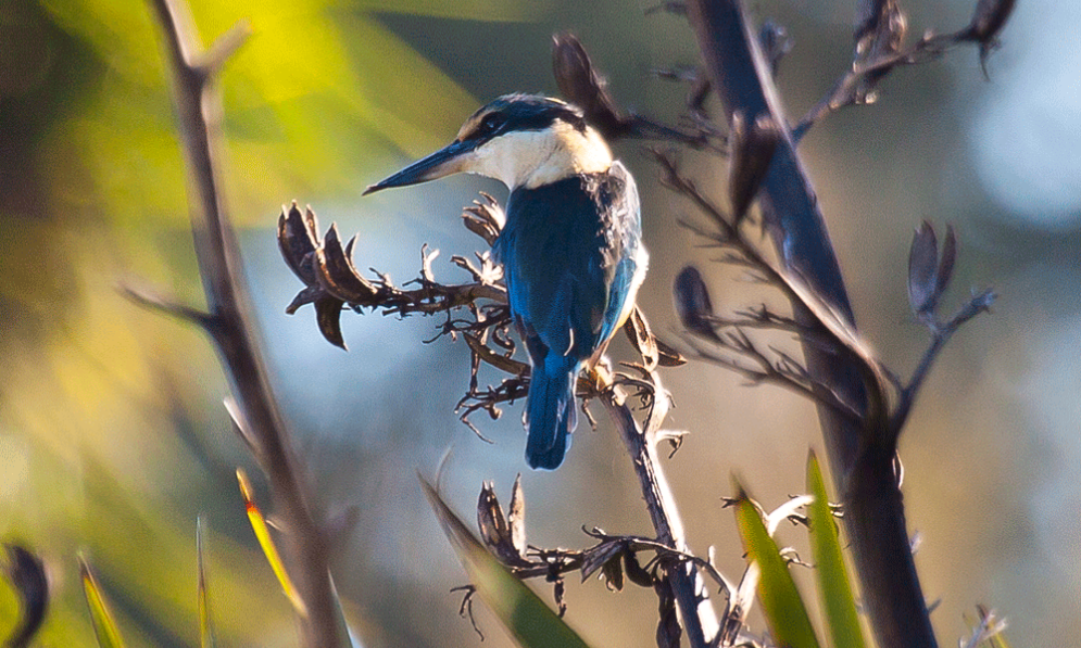 NZ Kingfisher 