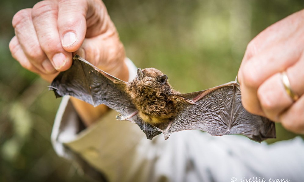 Pekapeka Long-tailed bat by Shellie Evans