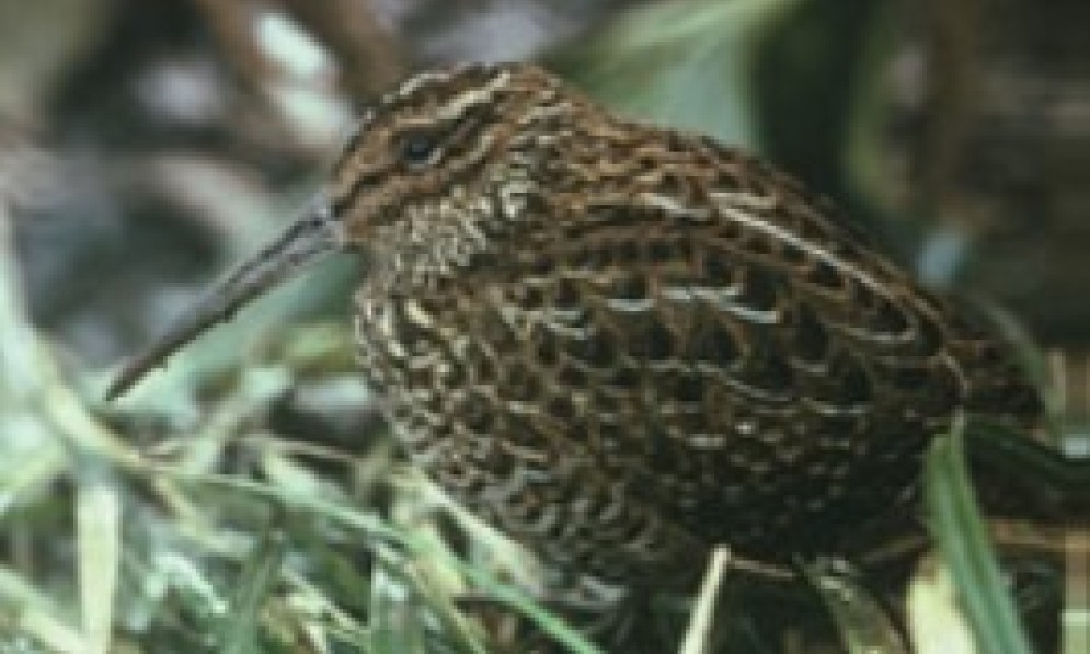 Male tutukiwi. Image Don Merton, 1964