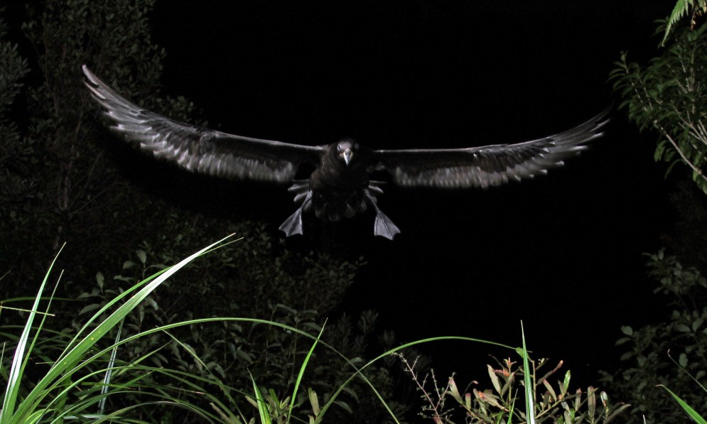 Westland petrel coming into land at night. Image Bruce Stuart-Menteath